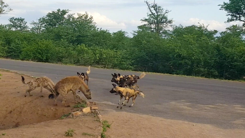 Hyena Protects Den From Intruding Wild Dogs