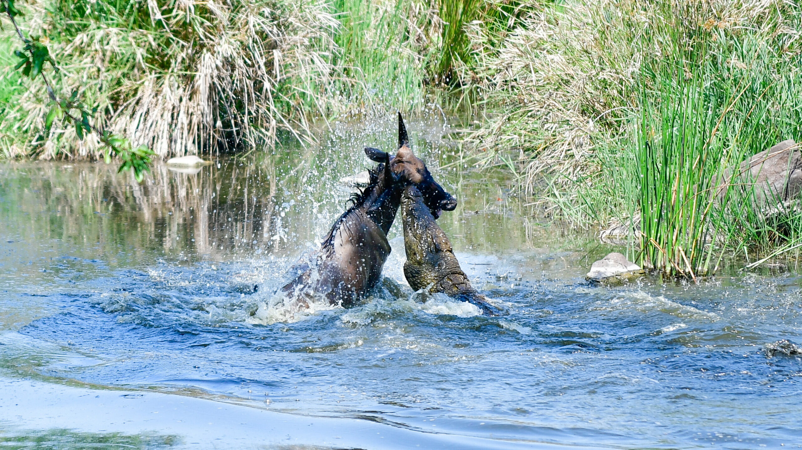 Wildebeest Escapes Small Croc to Swim into Jaws of Monster Croc