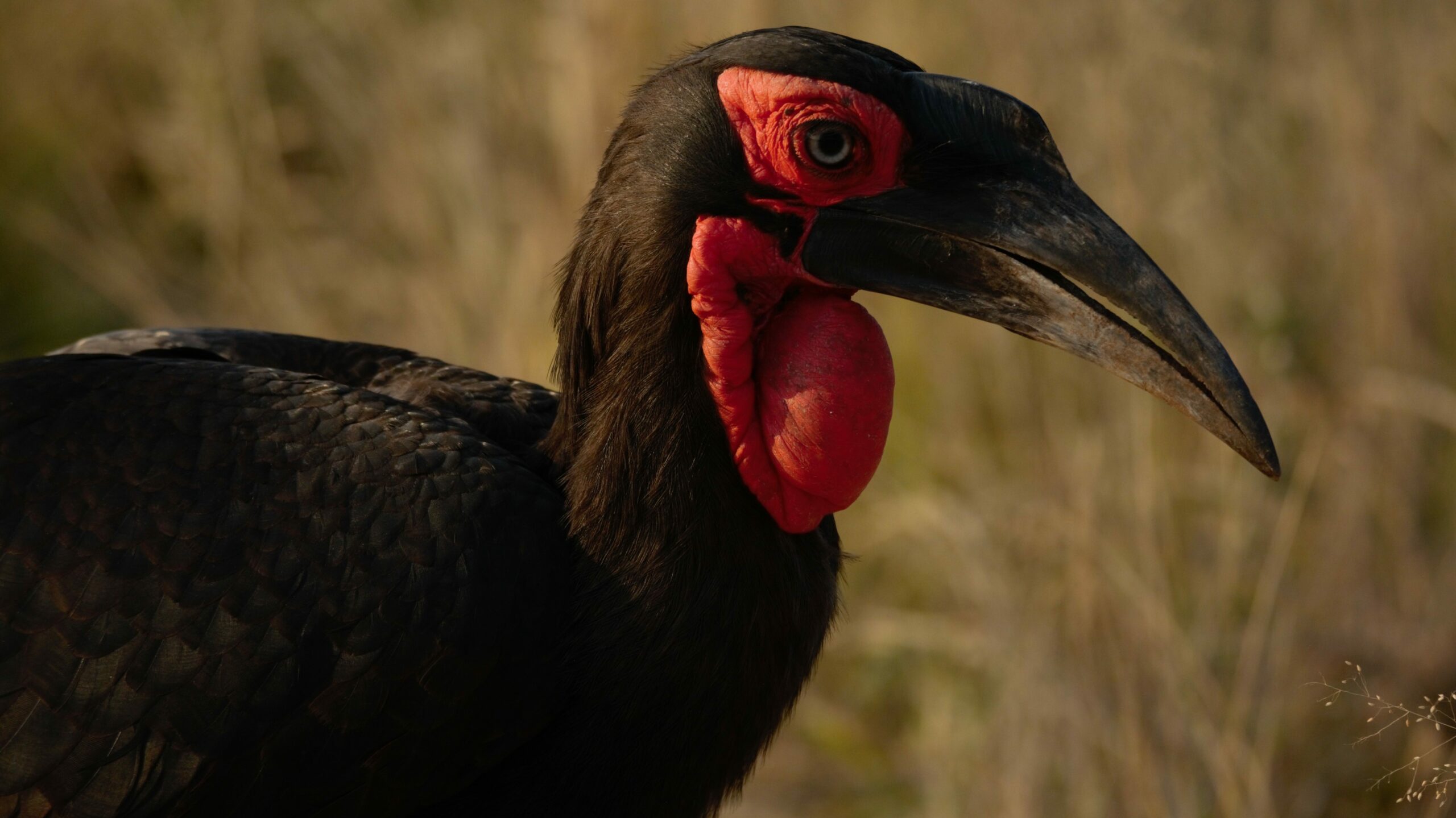 Where to Spot Southern Ground Hornbills