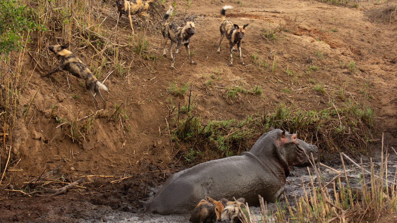 Hippo Crushes Buck That's Stuck in Mud After Wild Dogs Chased It