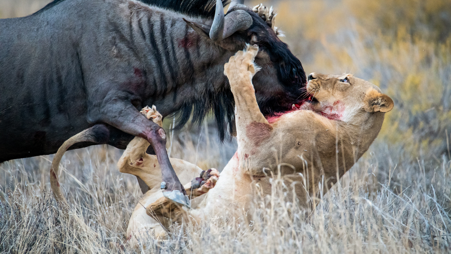 Lioness Catches Wildebeest by Its Face