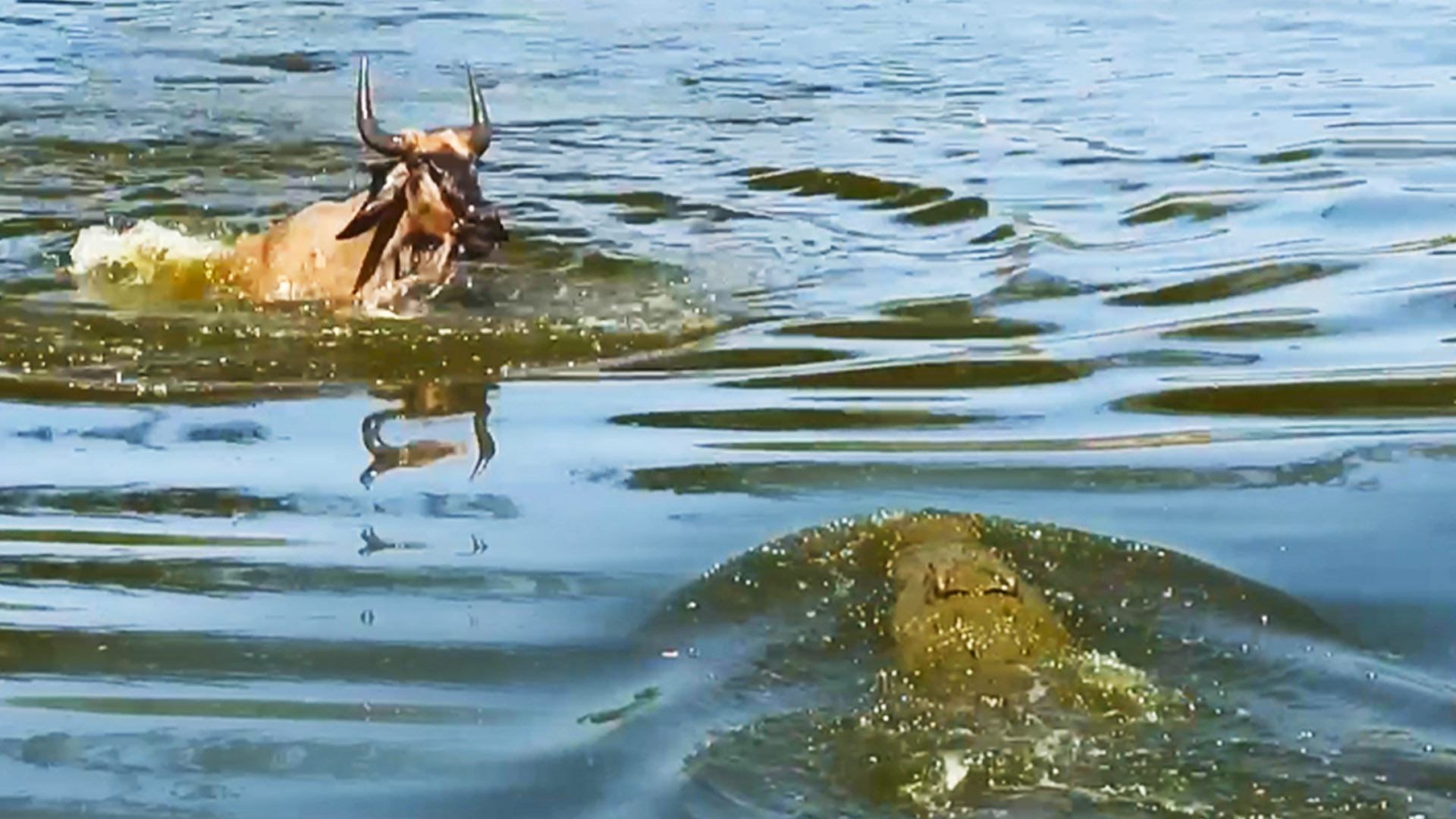 Wildebeest Escapes Small Croc to Swim into Jaws of Monster Croc