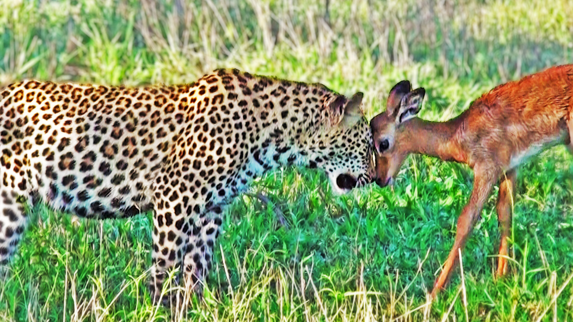 Impala Plays with Leopards