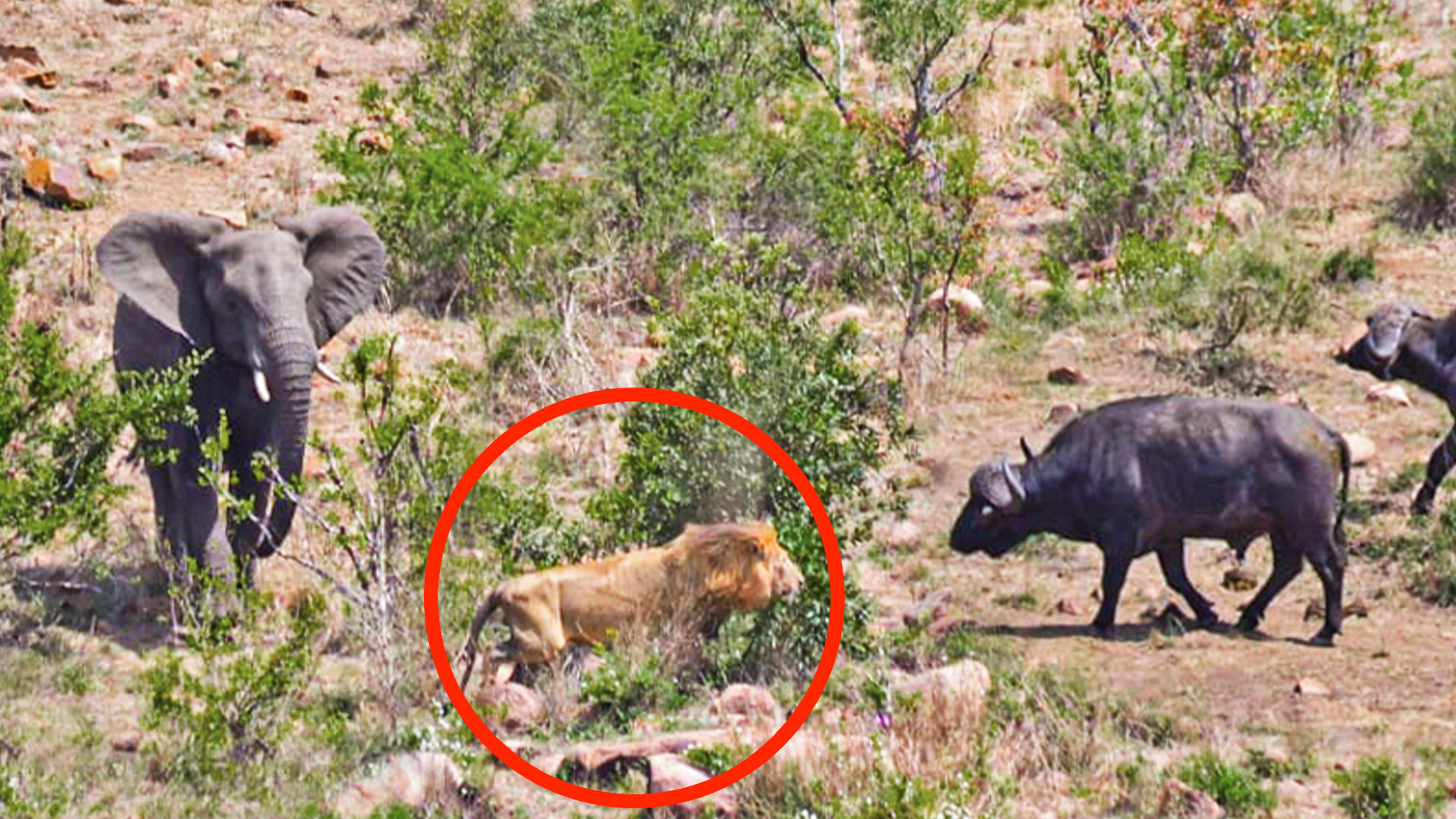 Elephants, Buffaloes, and Lions Battle it Out