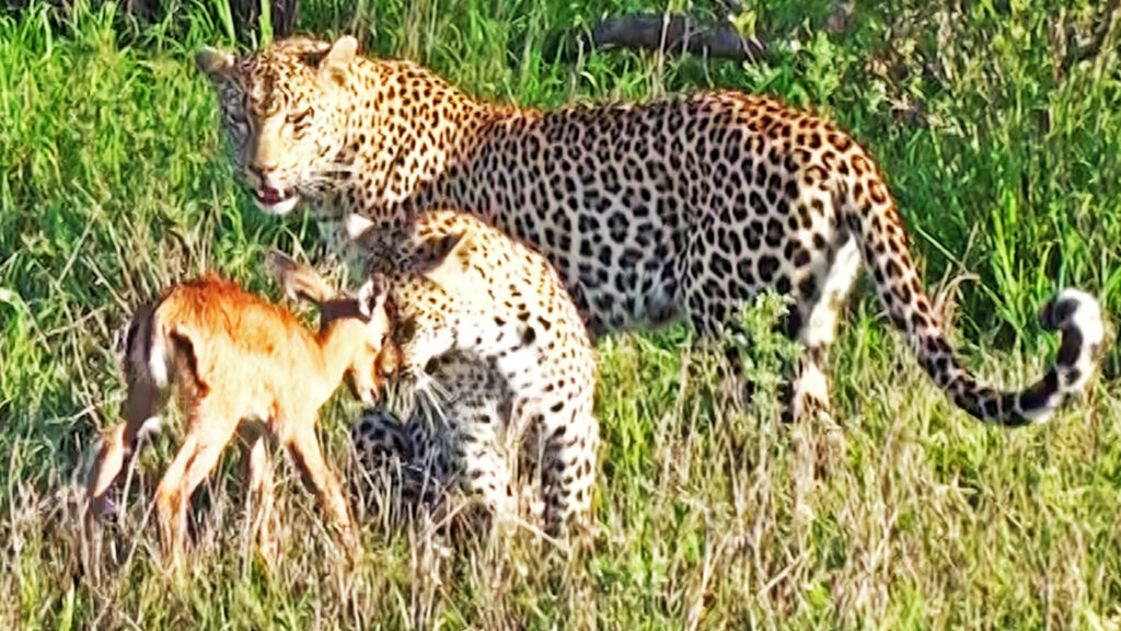 Impala Plays with Leopards