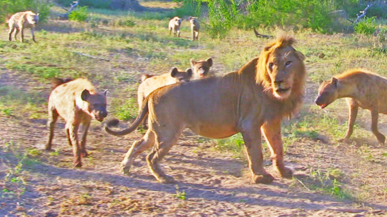 Hyenas Try Pull Lion Off Buffalo By Its Tail