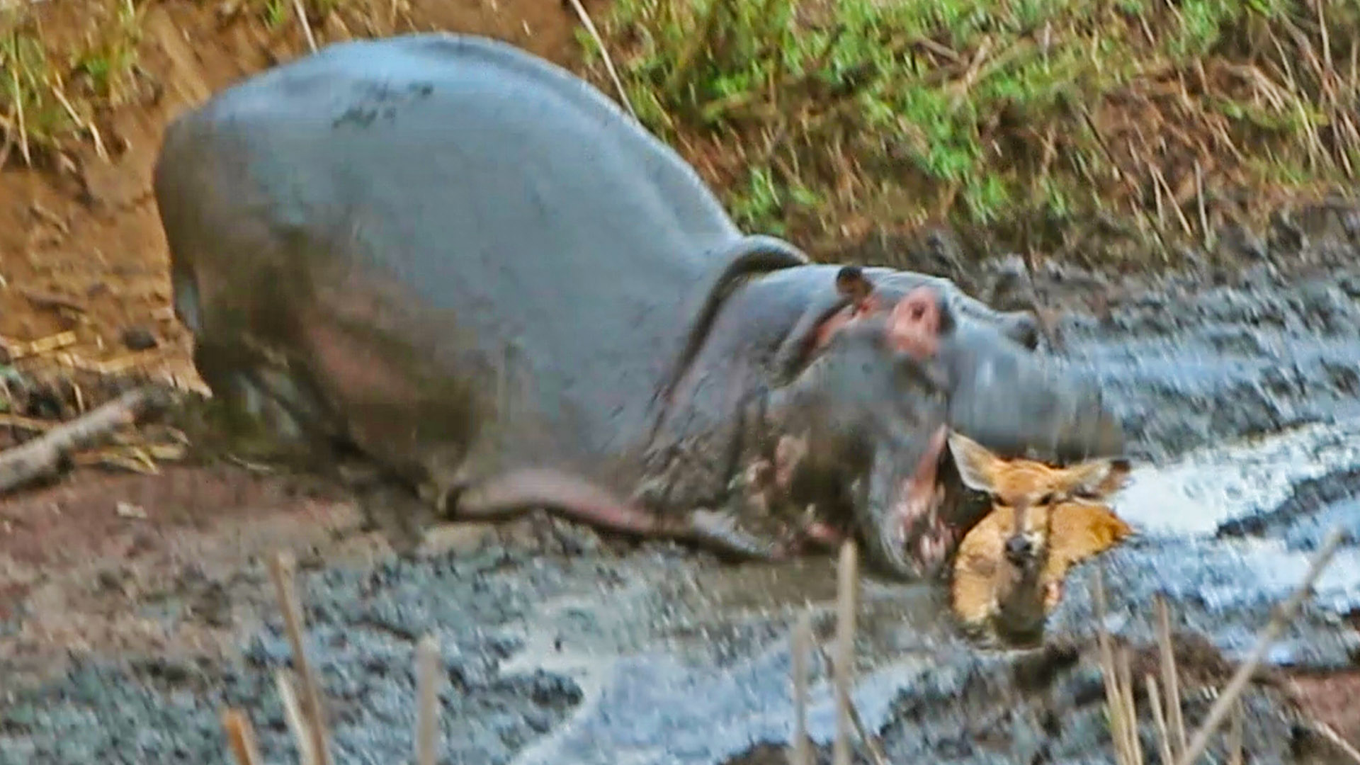 Hippo Crushes Buck That’s Stuck in Mud After Wild Dogs Chased It