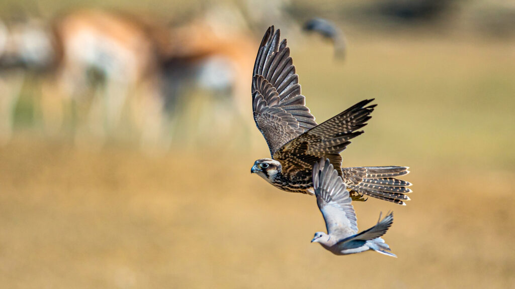 Falcon Catches Dove in Mid-Air