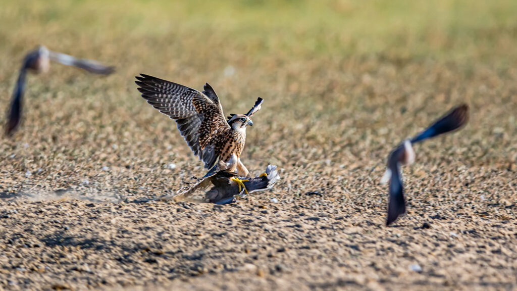 Falcon Catches Dove in Mid-Air