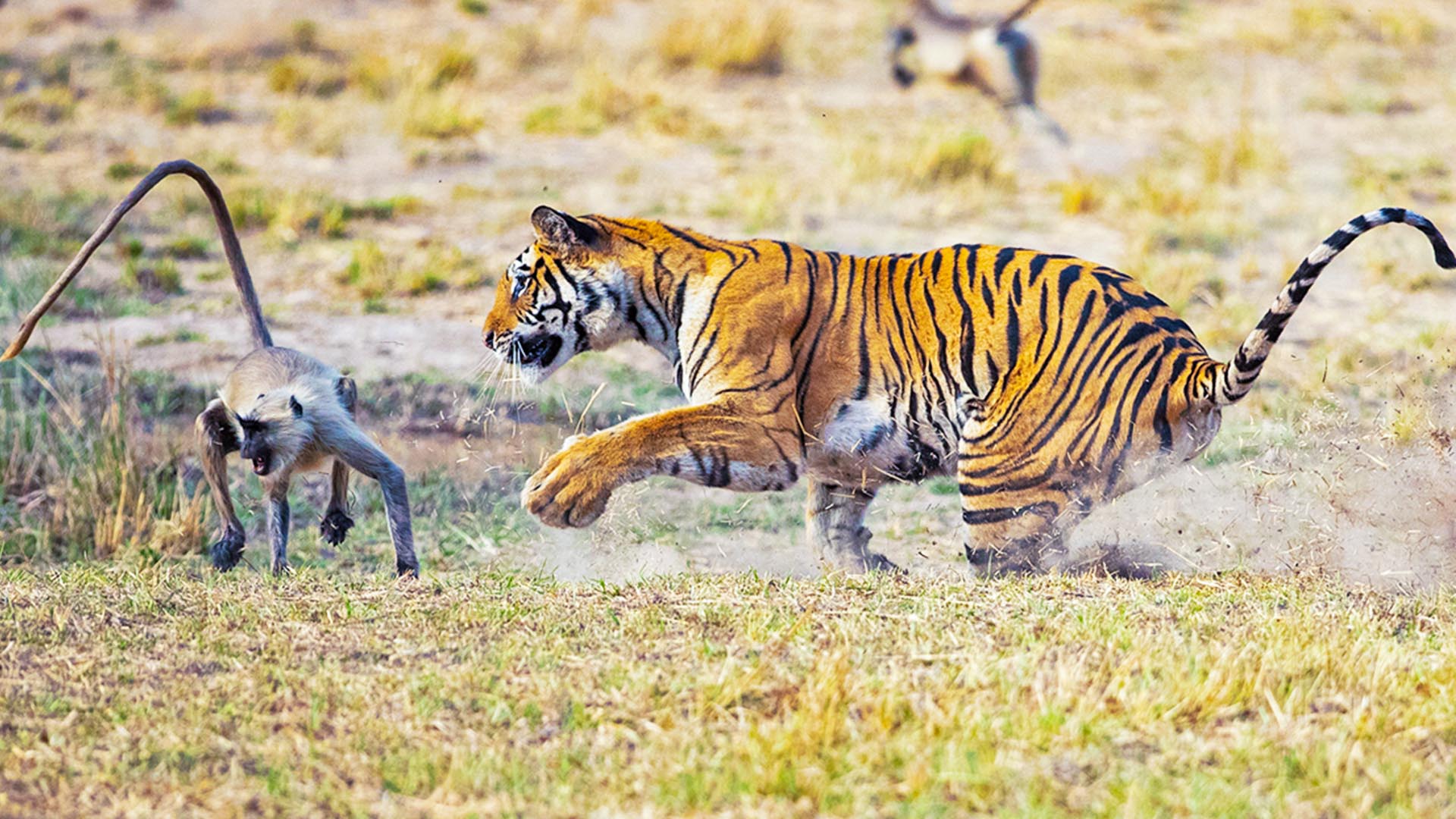 Tiger Stalks and Attacks Unsuspecting Monkey