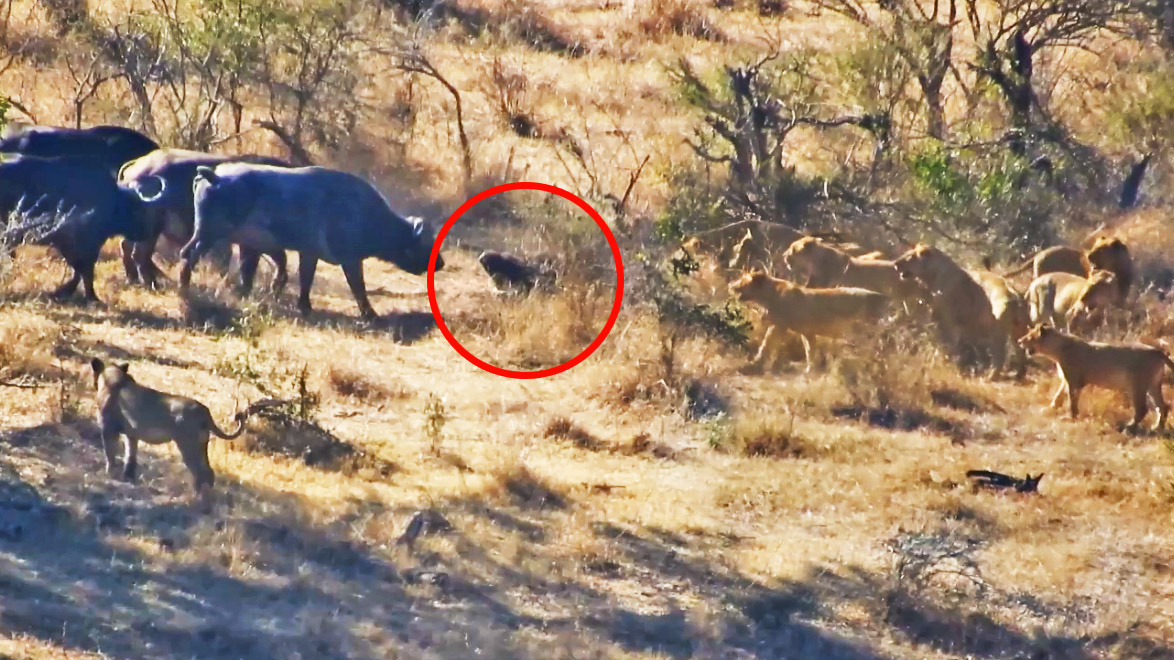 Buffaloes Rescue Friend From Lions