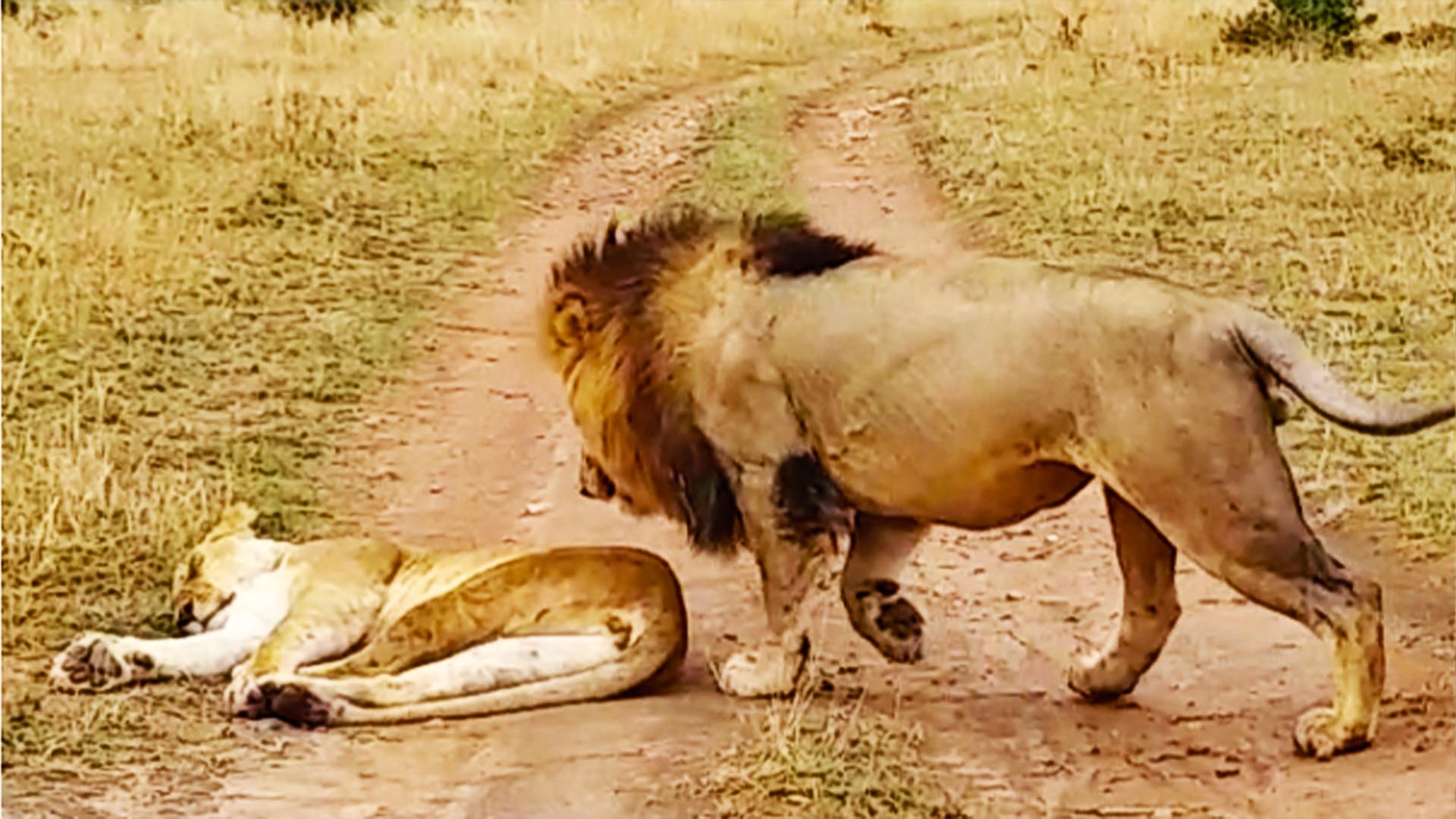 How Not to Wake Up a Lioness