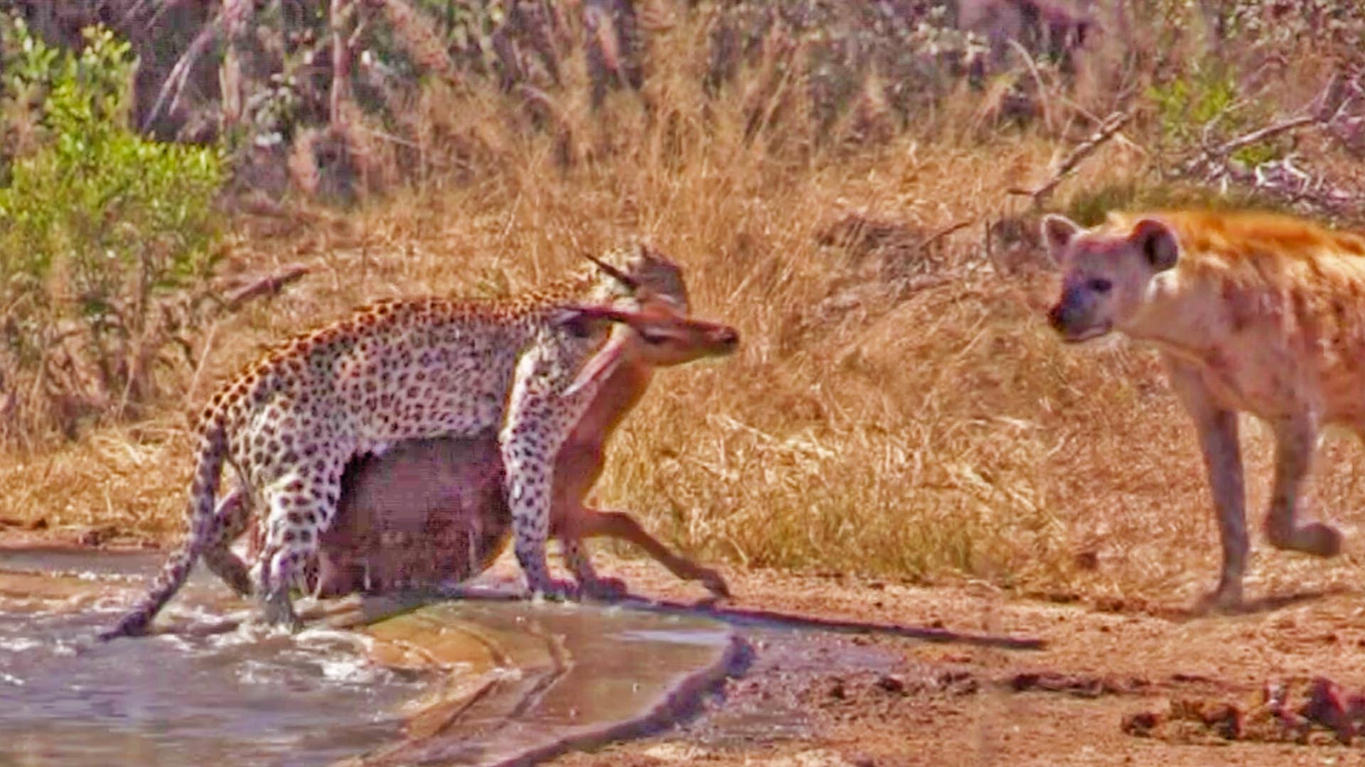 Hyena Indirectly Saves Impala from Leopard