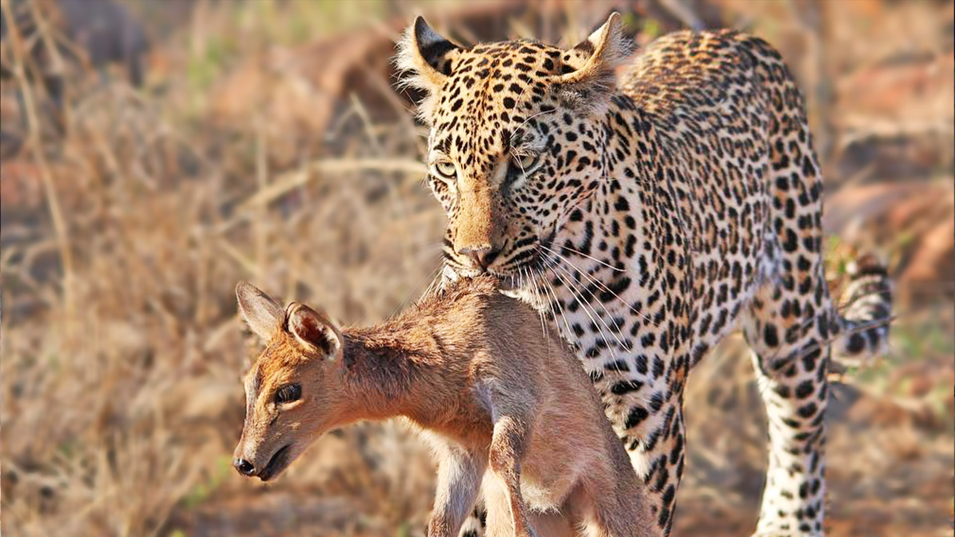 Duiker Shouts For Help As Leopard Plays With It