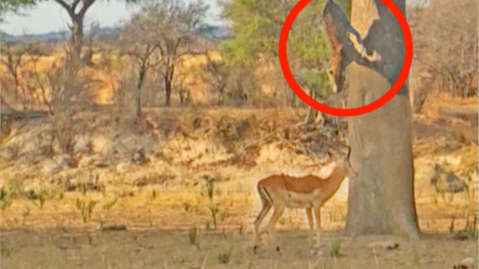 Leopard Jumps on Impala From Tree!