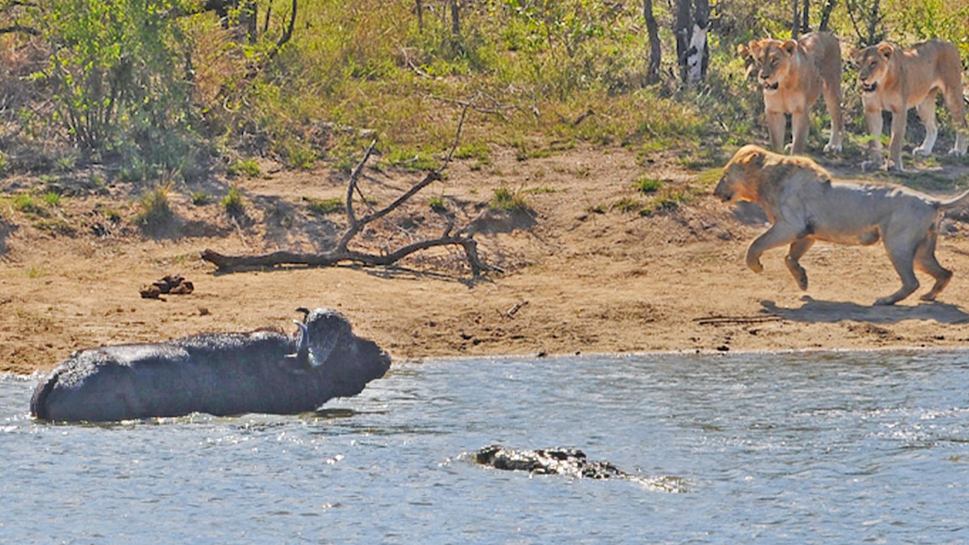 Massive Battle Between Buffaloes, Lions and Crocodiles