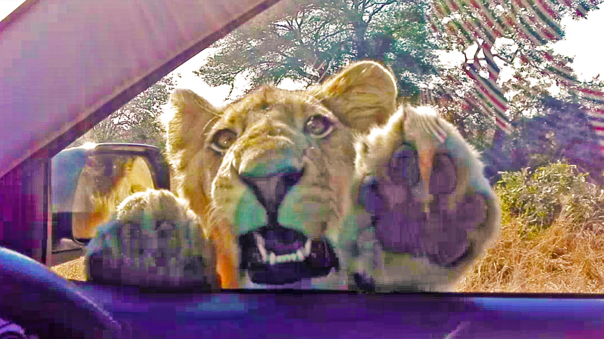 When a Wild Lion Tries to Get Inside Your Car!