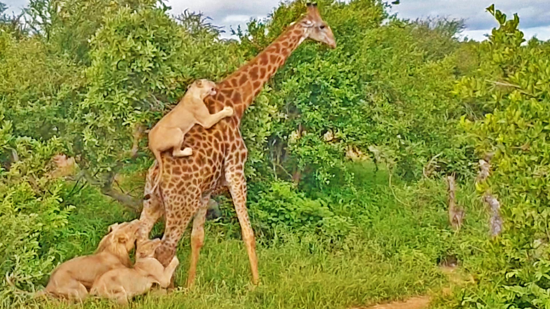 Giraffe Gives Lions a Ride!