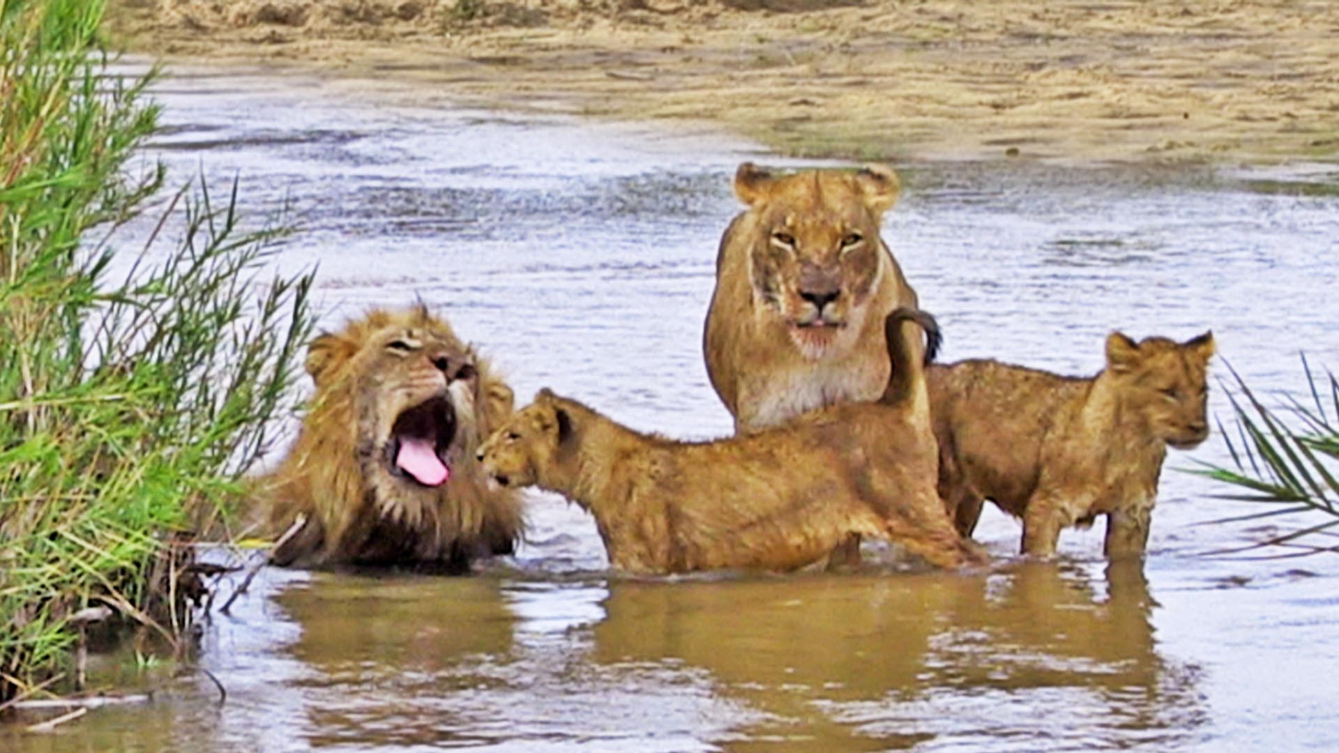 Lion Family Fun-Day at the Beach!