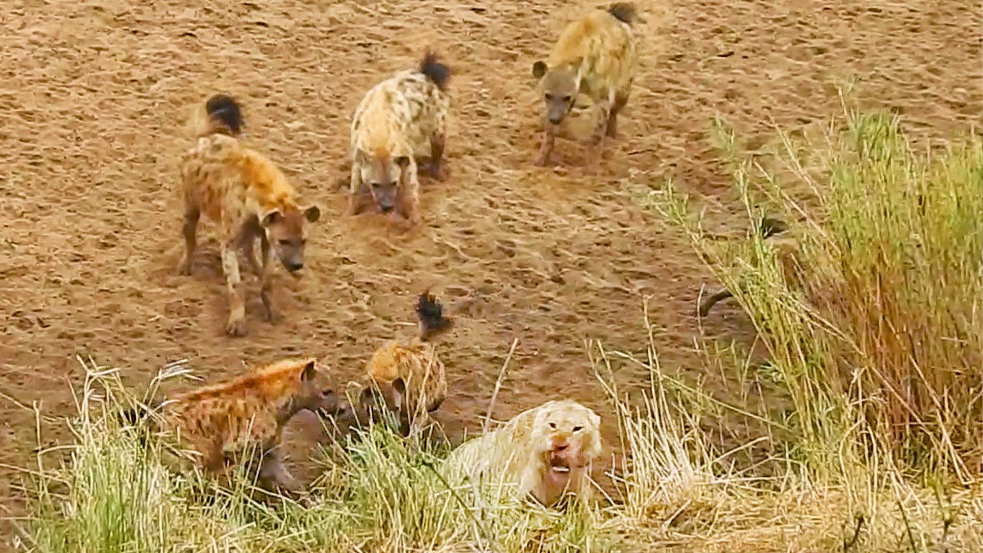 Lion Cornered by Hyenas Calls for Backup
