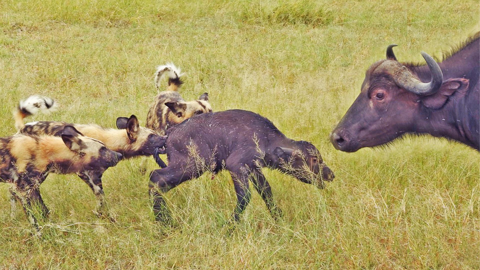 Wild Dogs Take 5 Buffalo Calves in an EPIC Feeding Frenzy!