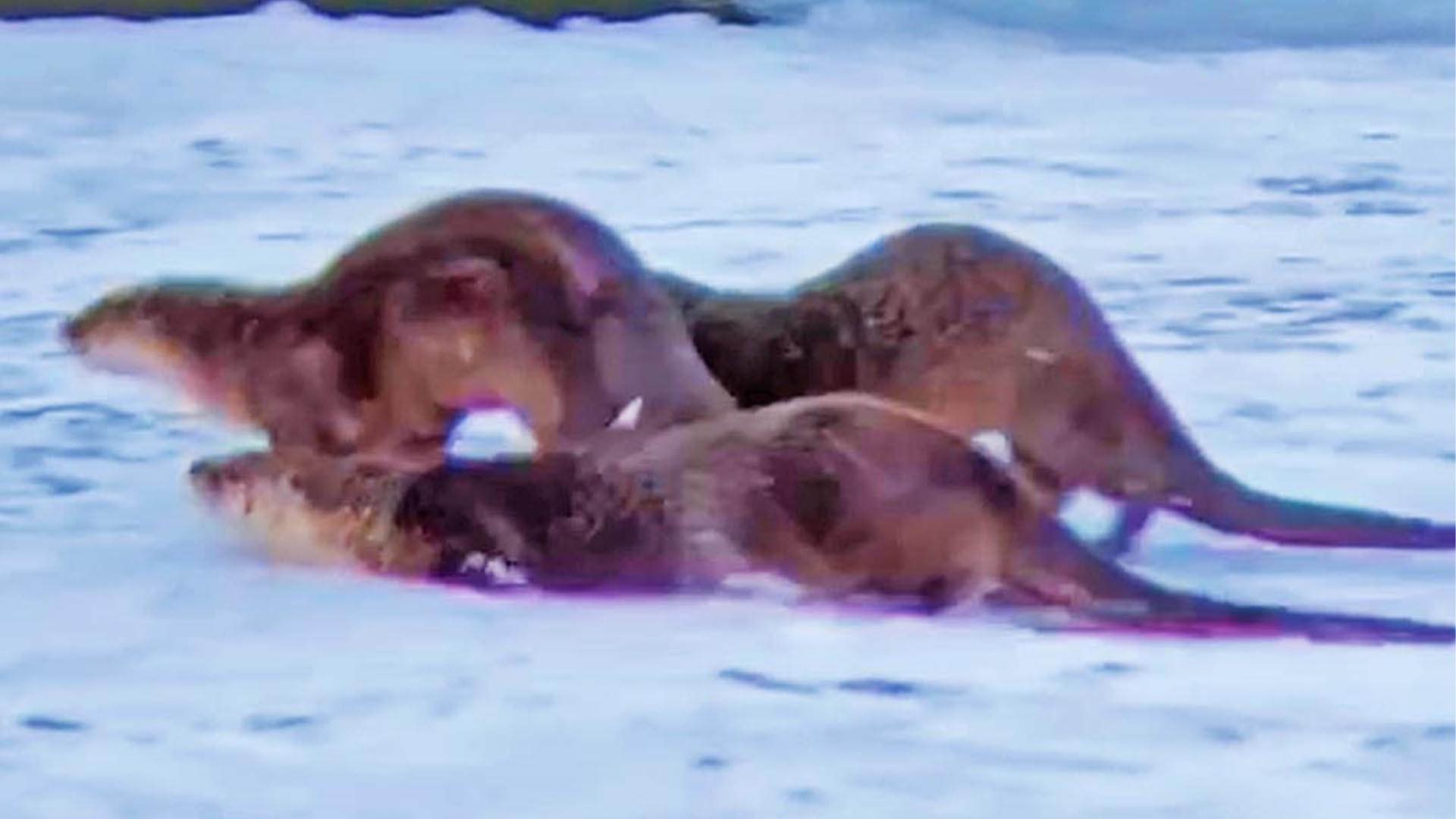 Wrestling Otters Slip and Slide on Ice