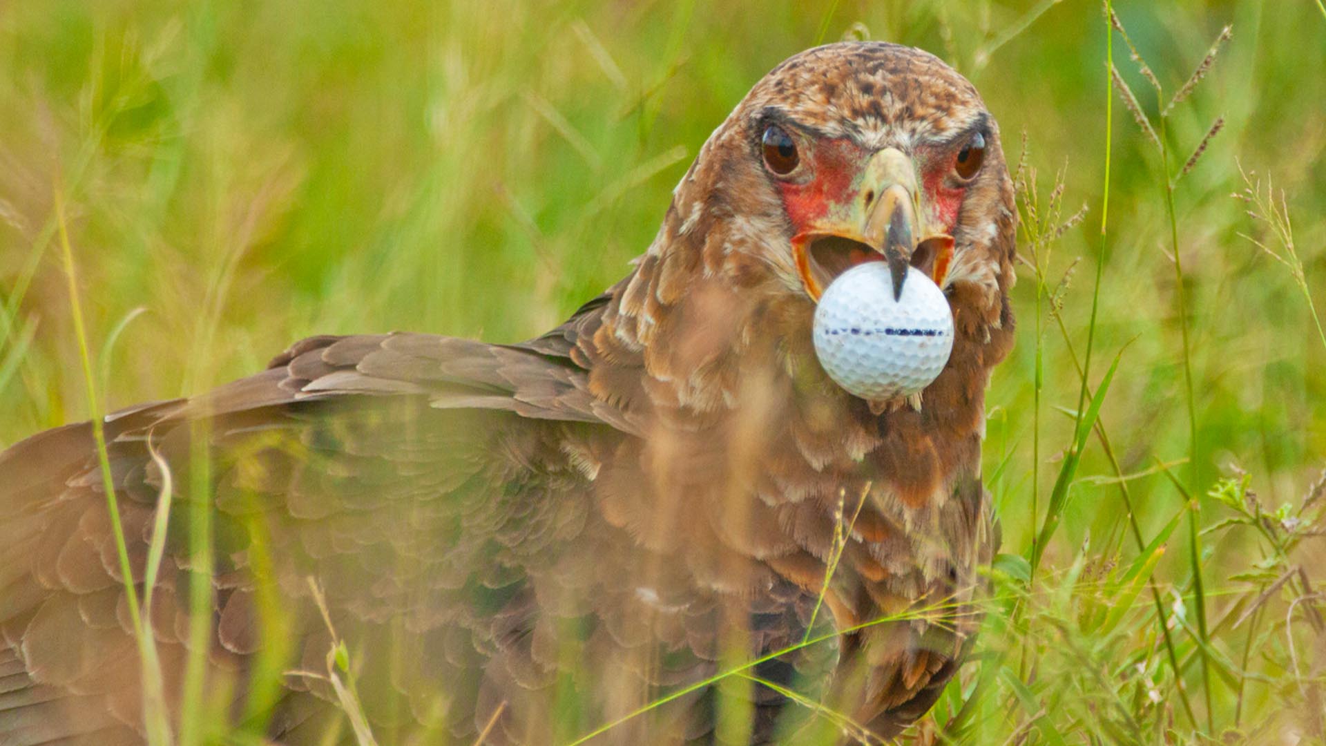 Confused Eagle Mistakes Golf Ball for Egg