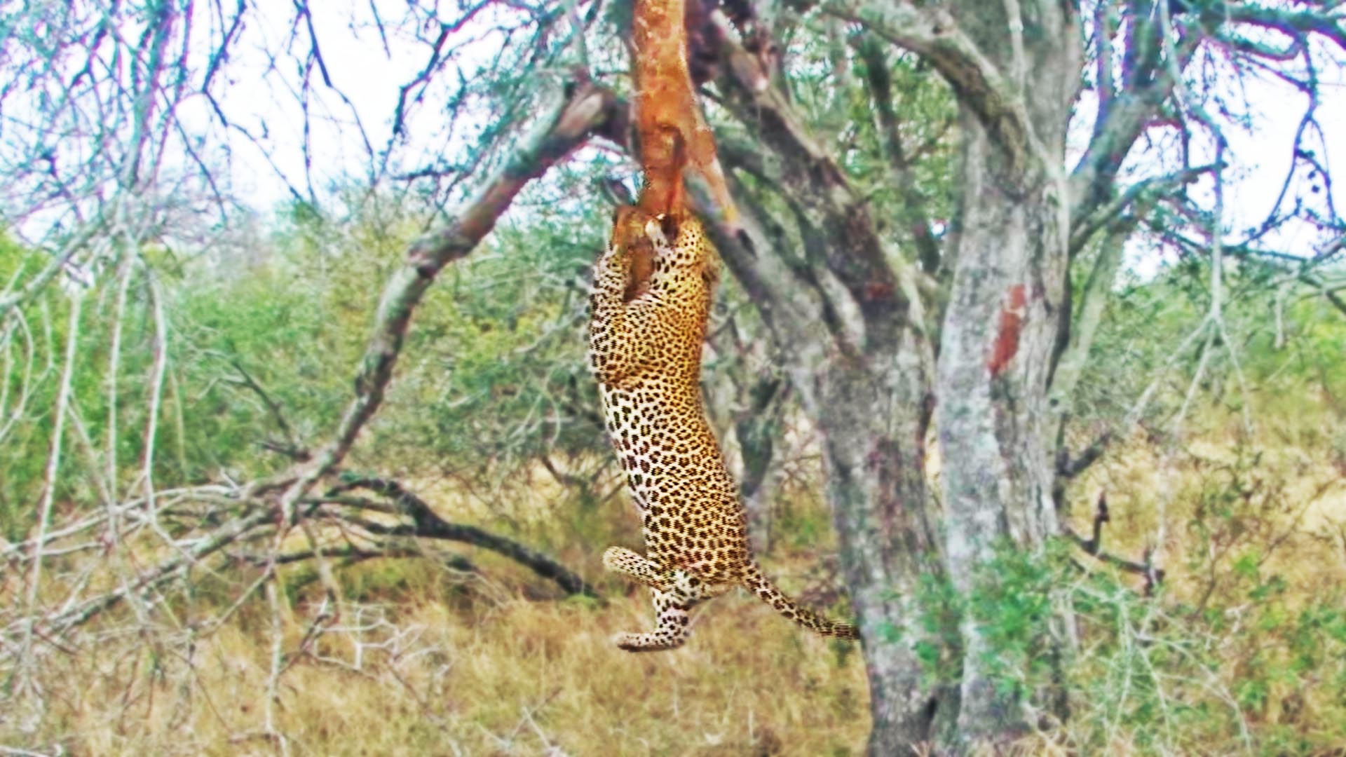 Leopard’s Gym Workout: Pull-Ups with a Buck