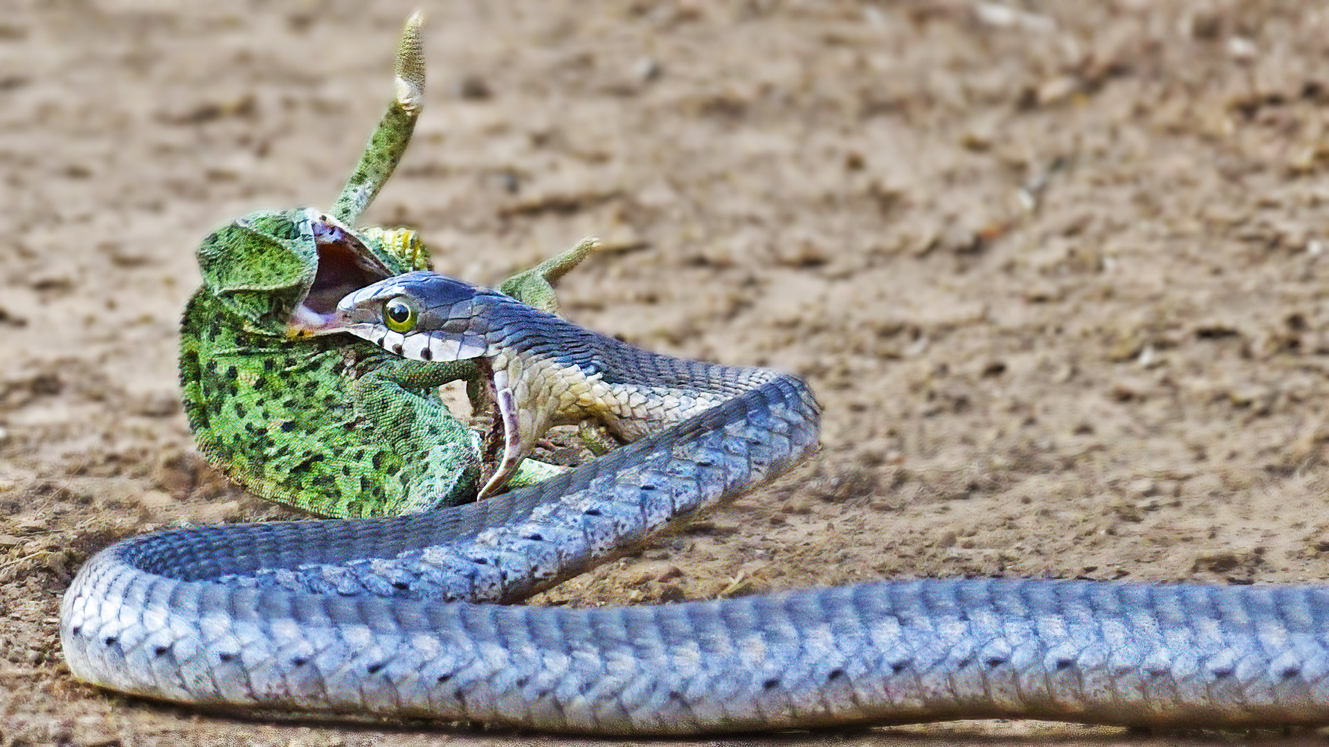 Chameleon Fights Back at Striking Snake