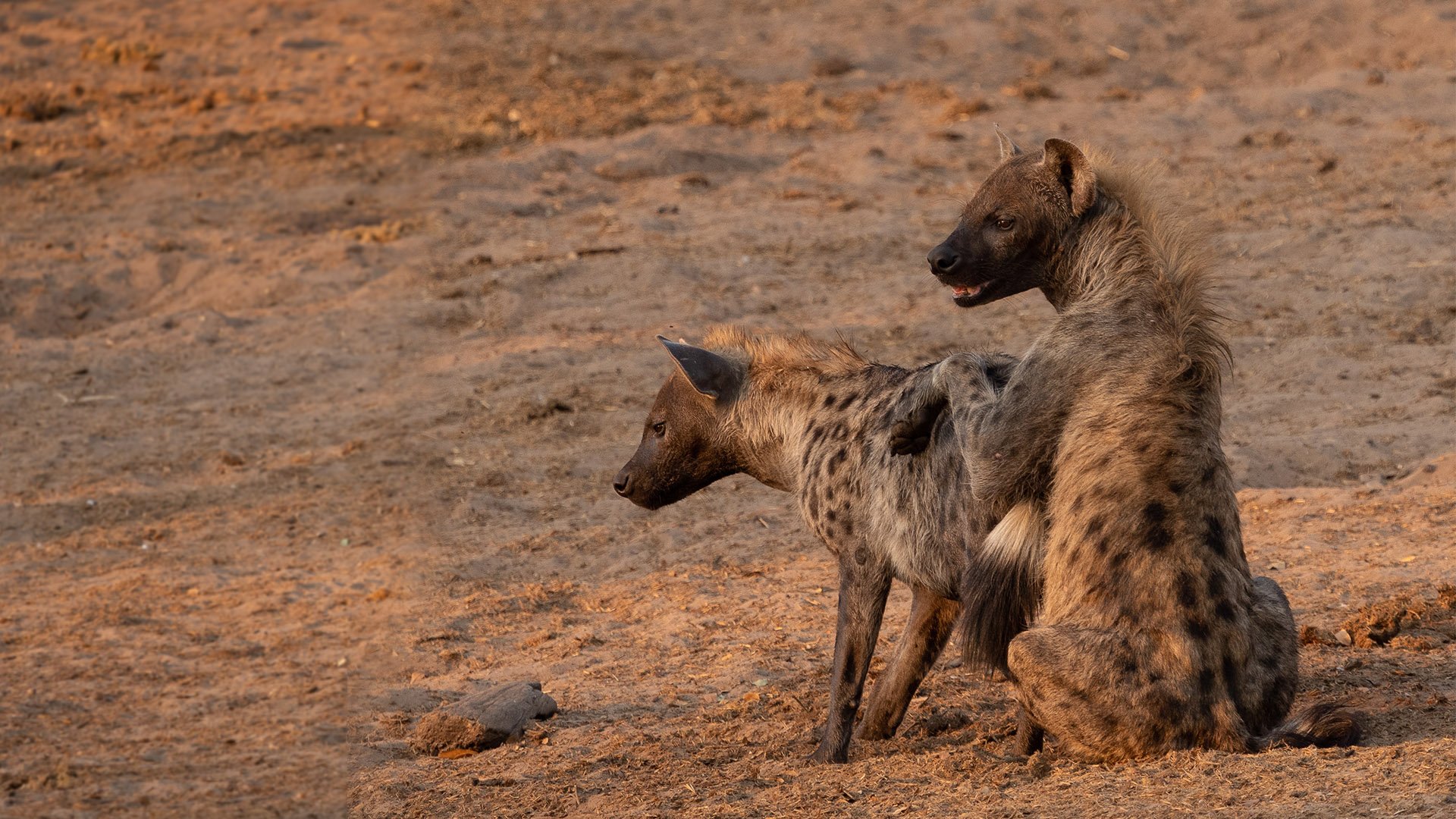 Hyena Passes Out after Happy Ending