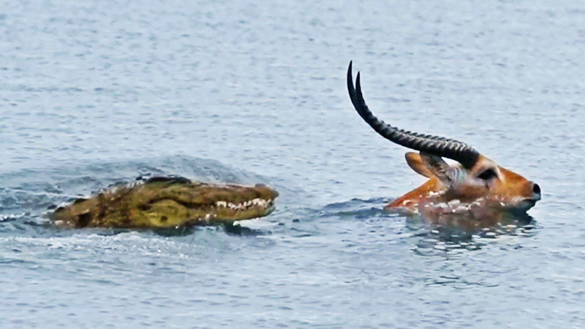 Buck Swims for Its Life from Crocodile