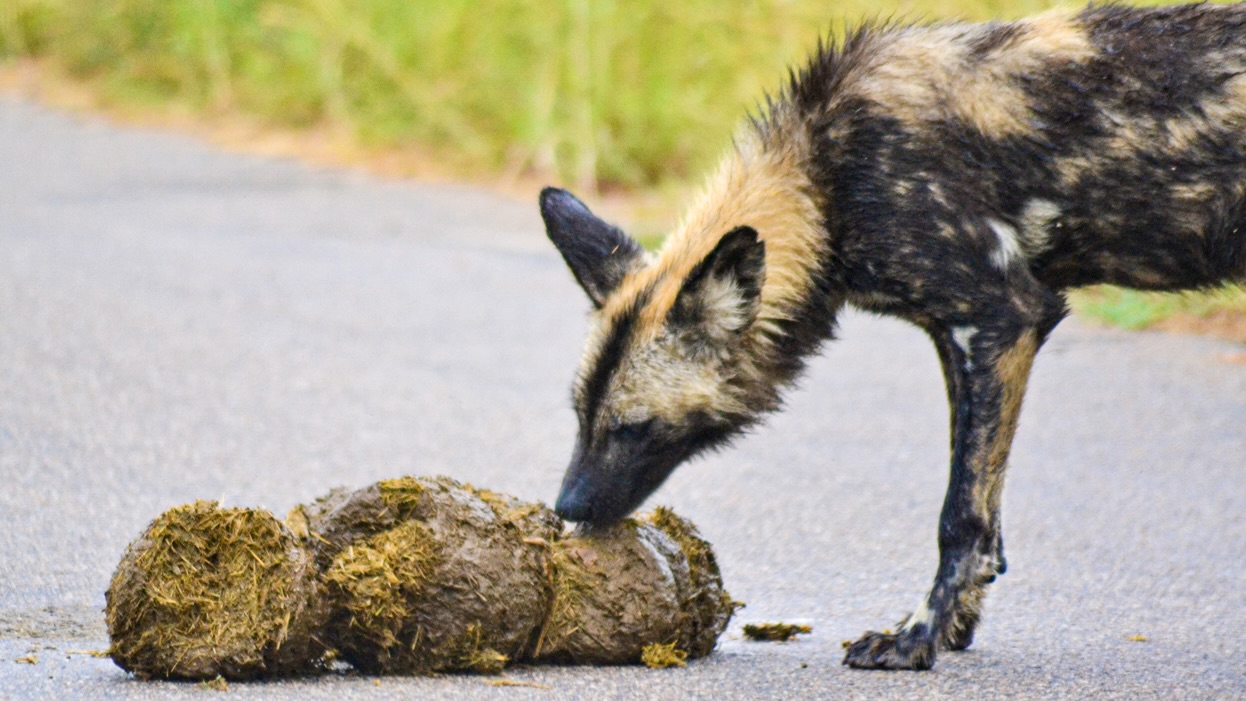 Why Do African Wild Dogs Have a Taste for Poop?