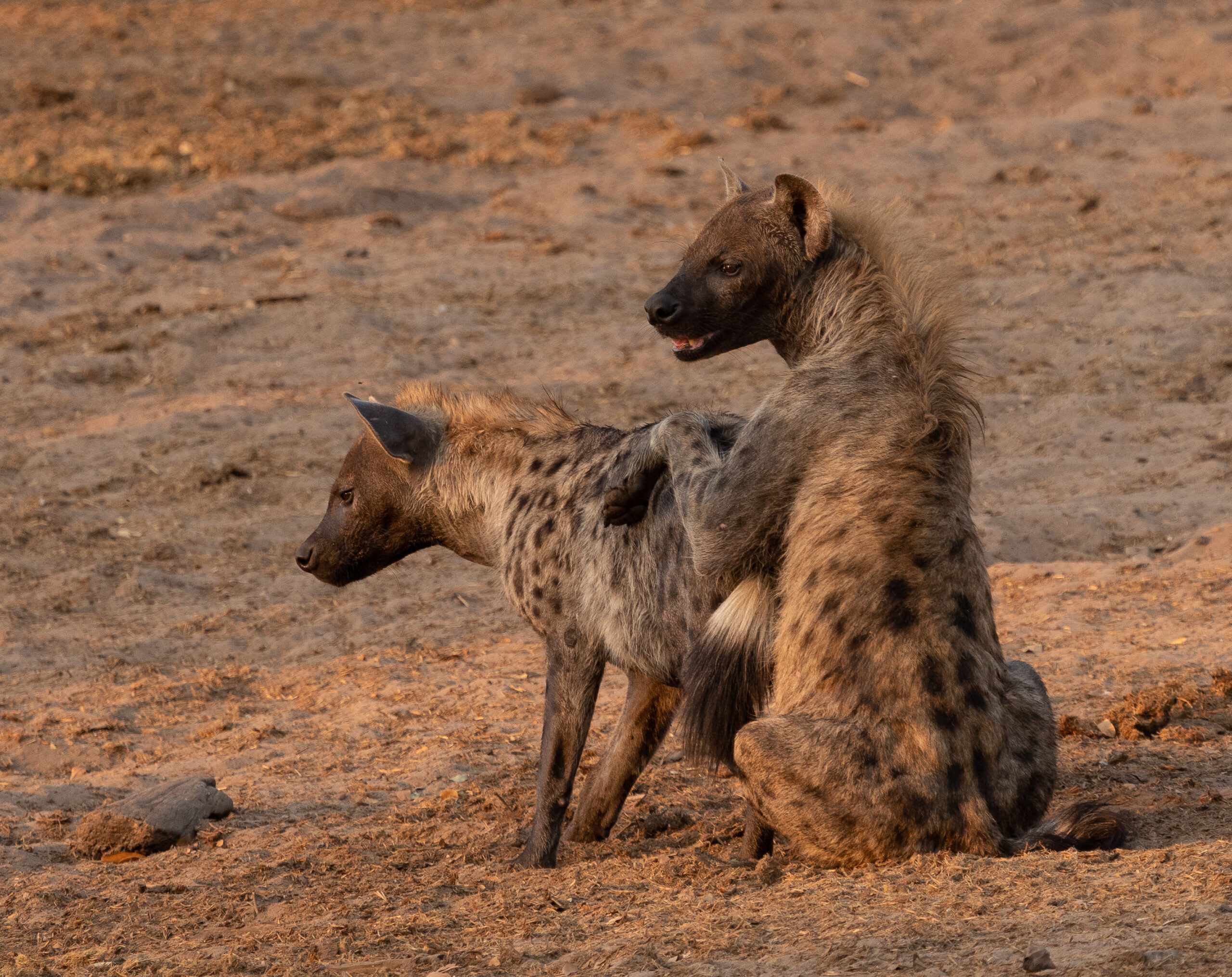 Hyena Passes Out after Happy Ending