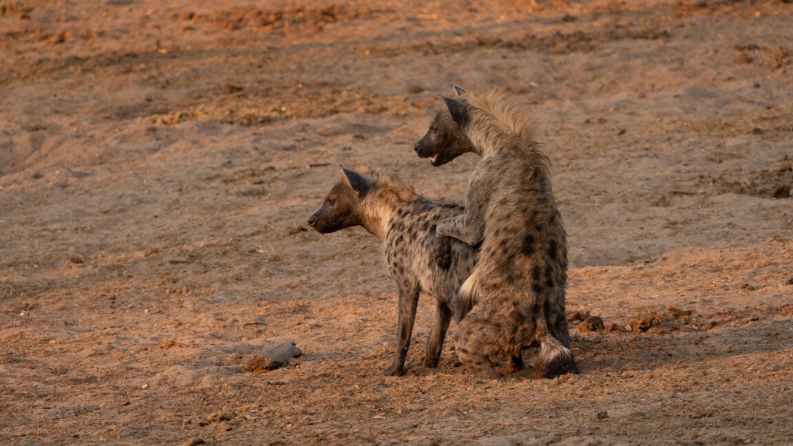 Hyena Passes Out after Happy Ending