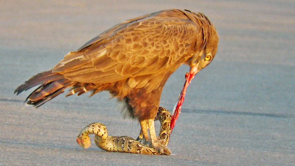 Snake Eagle Ripping Snake Apart As it Tries to Escape