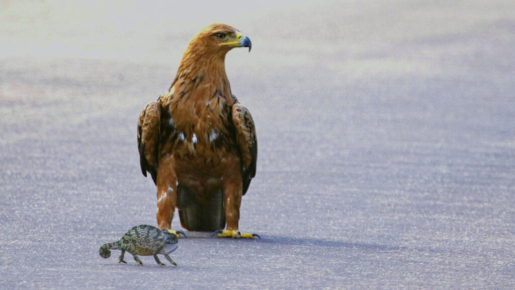 Brave Chameleon Stands up to Hungry Eagle
