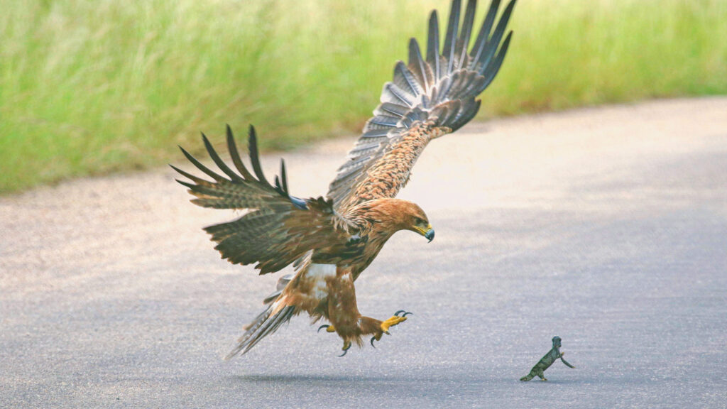 Brave Chameleon Stands up to Hungry Eagle