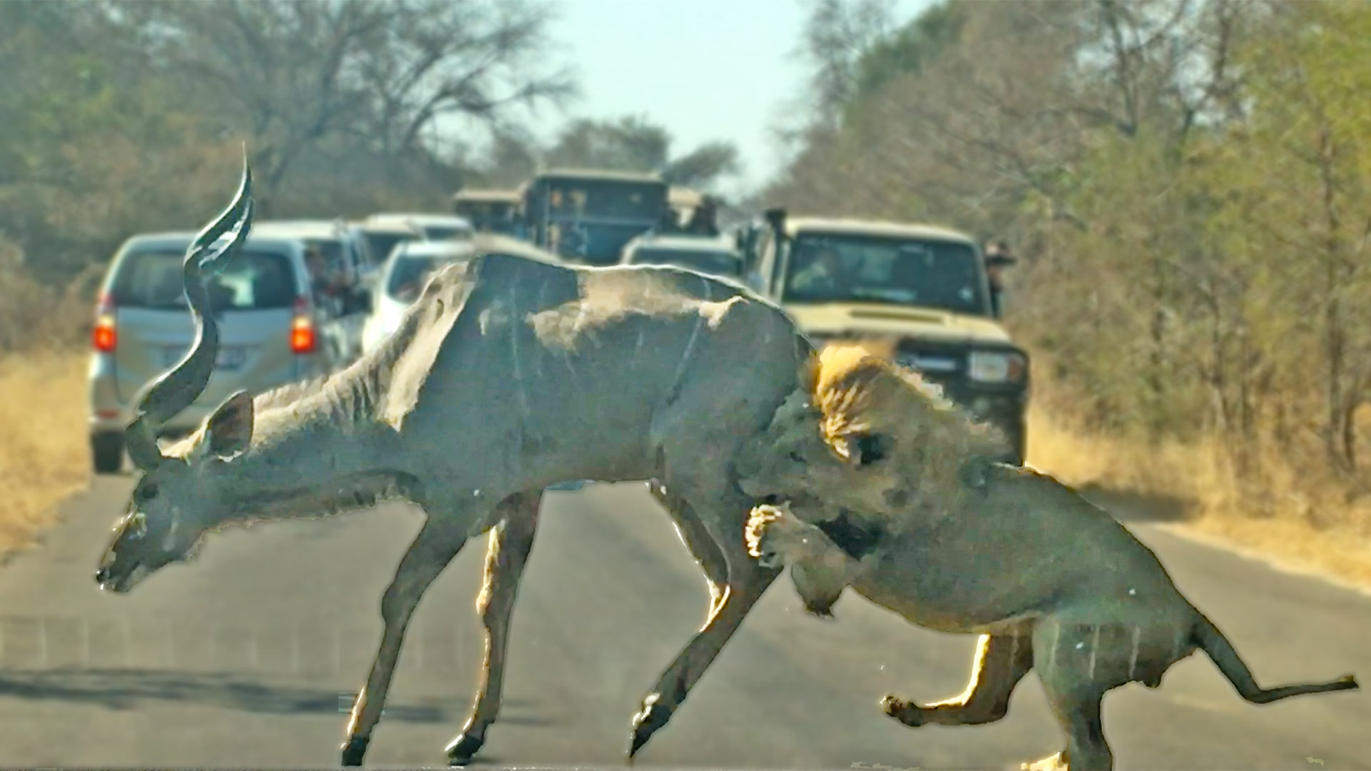Male Lion Takes Down Kudu in the Road
