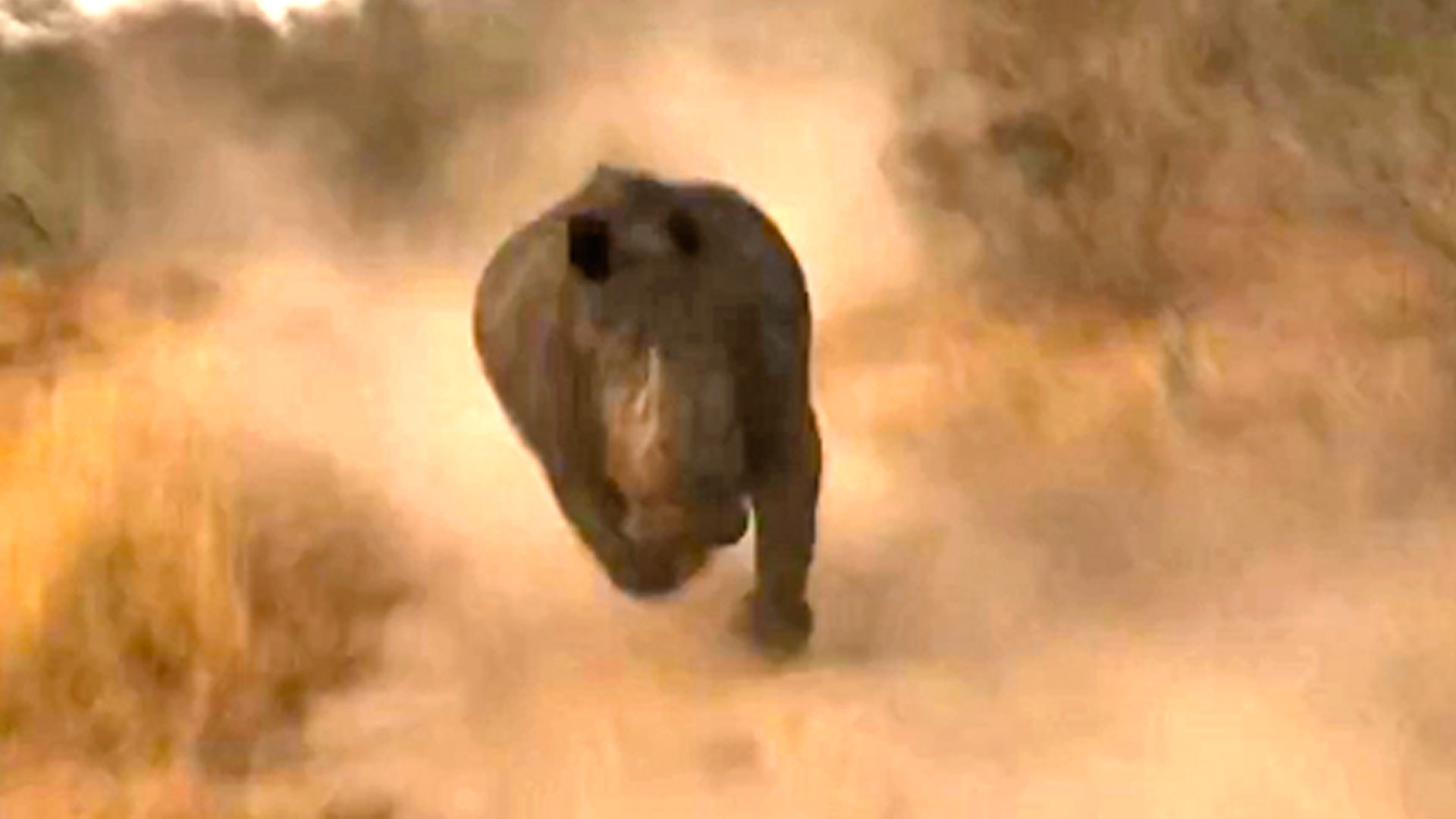 This is How You Handle a Rhino Charge