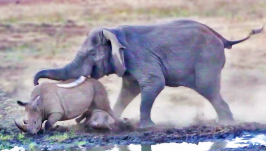 Elephant Tramples Rhino & Baby!
