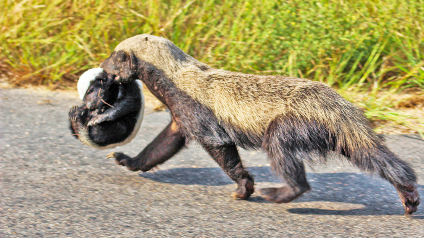 Elusive Honey Badger Mother Caught Carrying Cub to Den