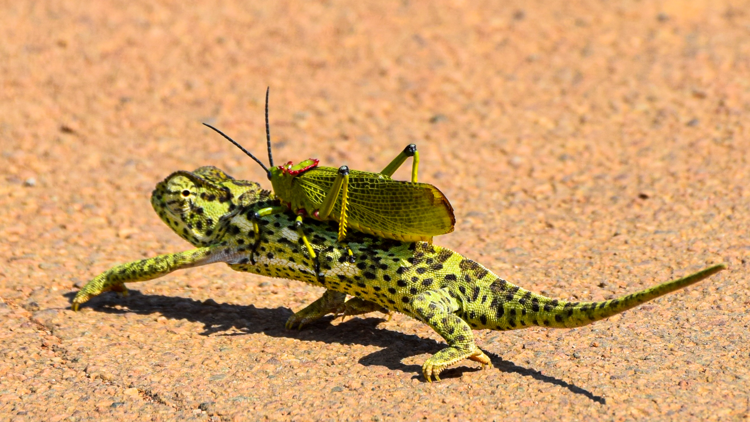 Chameleon Caught Helping Lazy Locust Cross the Road