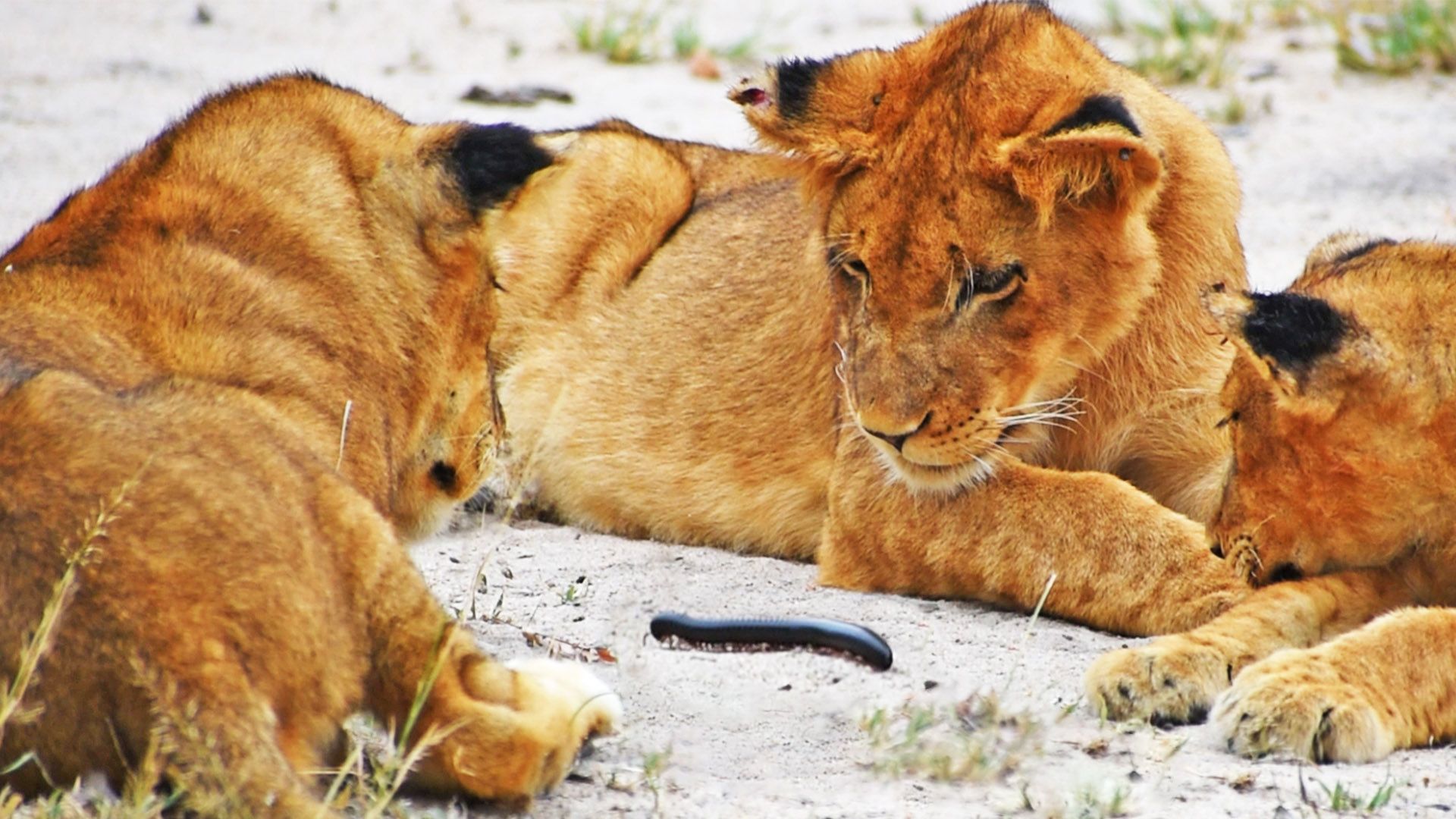 Millipede Tries to Climb on Lion’s Tail