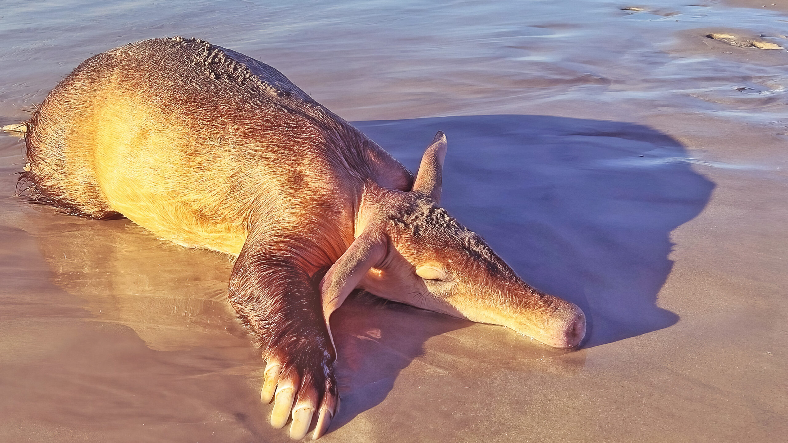 Aardvark (Ant Bear) Washed Up at Cape Town Beach