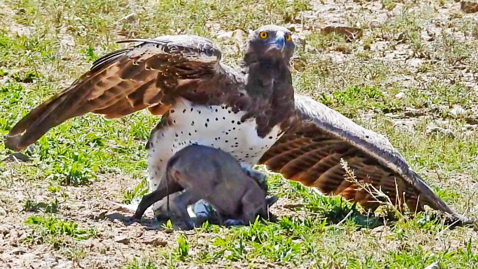 Eagle Catches & Fights Baby Warthog