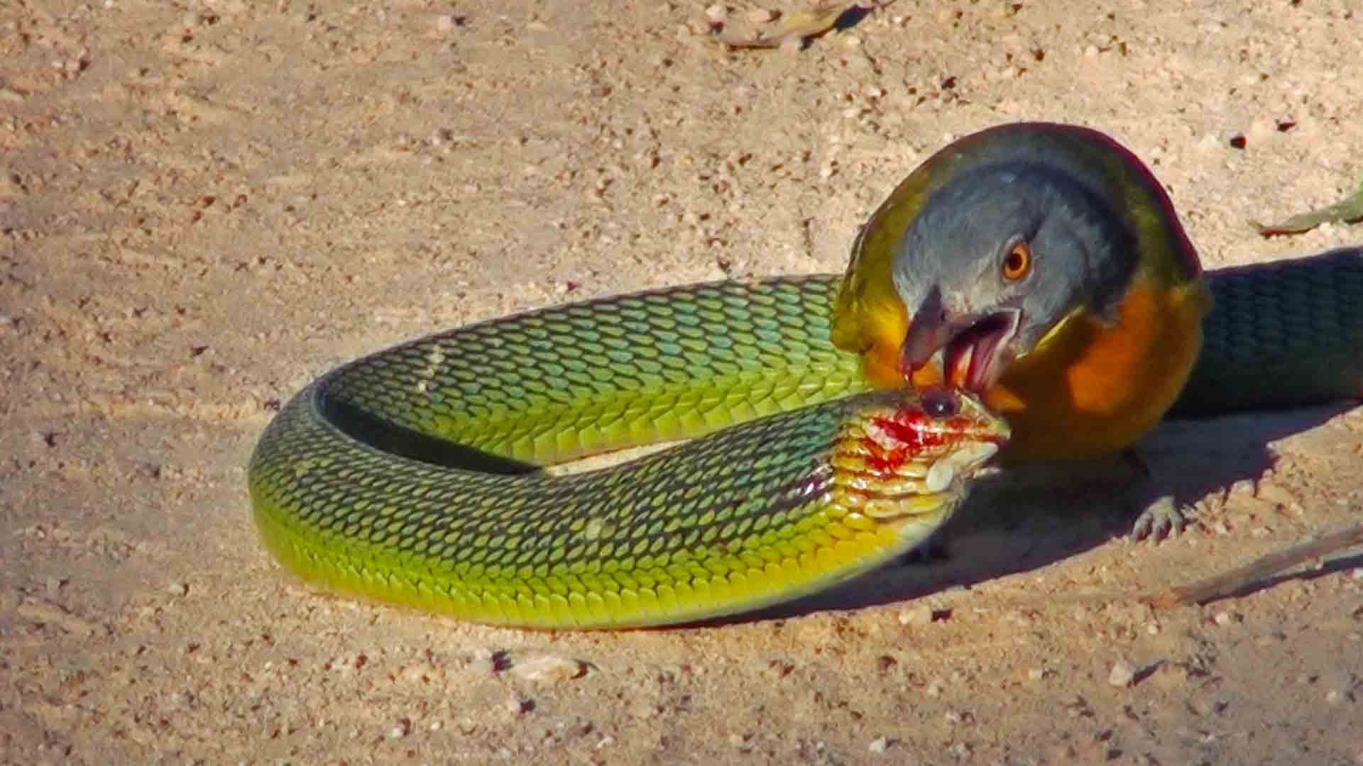 Bird Rips Snake’s Eyes Out as it Tries to Escape