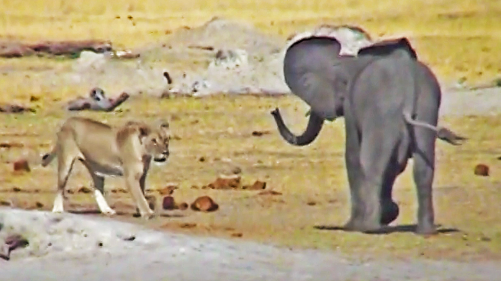Baby Elephant Fights a Pride of Lions