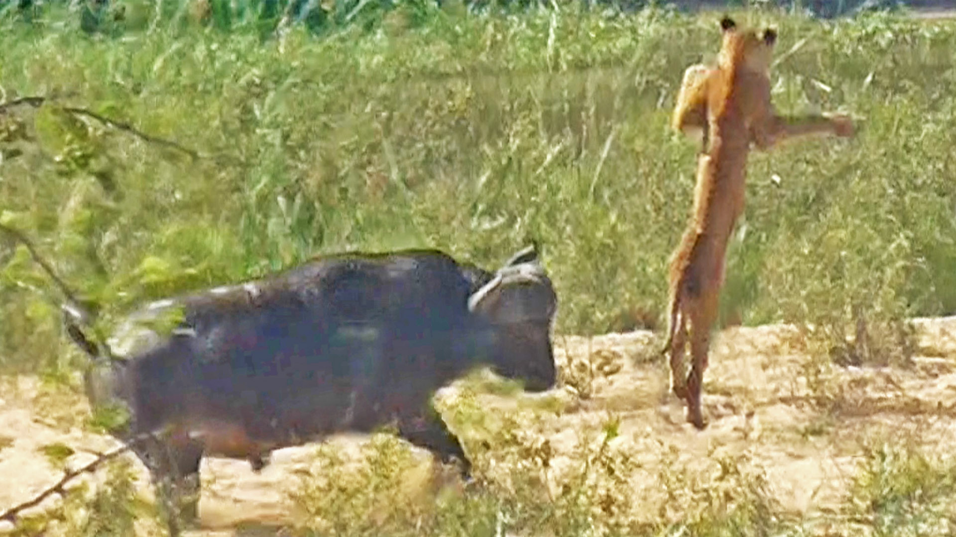 Buffalo Launches Lion into Air to Save Lizard