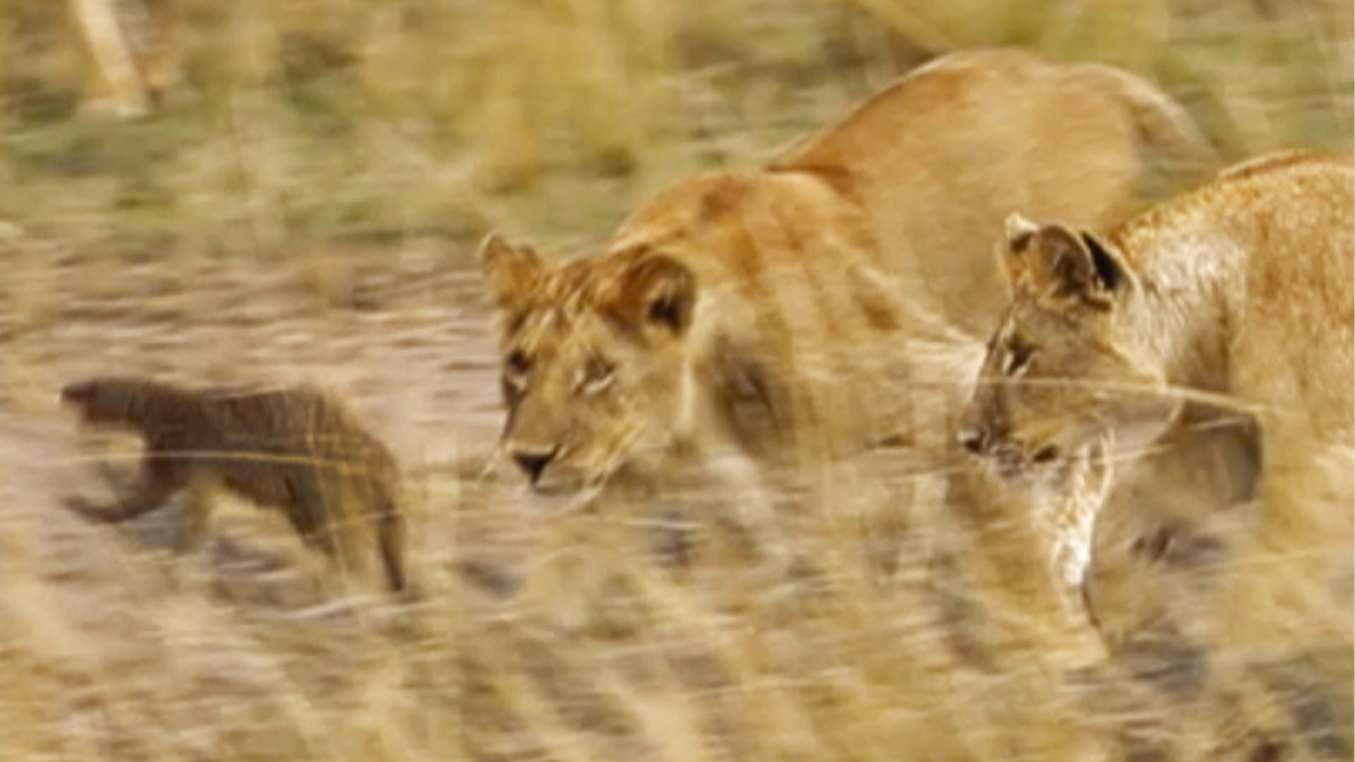 Lions vs Mongoose