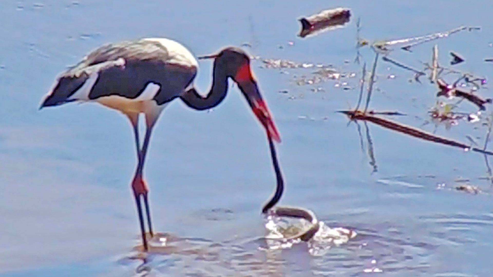 Saddle-Billed Stork Fishing for a Snake